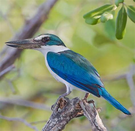 Collared Kingfisher Birds Of India Bird World