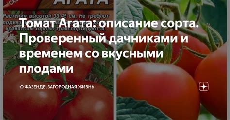 Томат Агата: описание сорта. Проверенный дачниками и временем со ...
