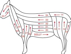 Professional Shearingstep By Step Instruction Premier Supplies Sheep