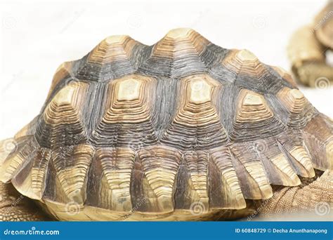 Radiated Tortoise Stock Image Image Of Animal Nature 60848729