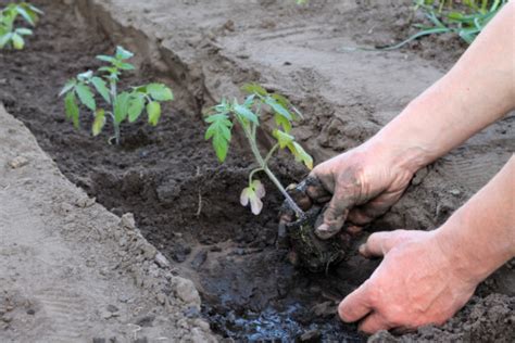 San Marzano Tomato Profile Grow Guide Tomato Bible