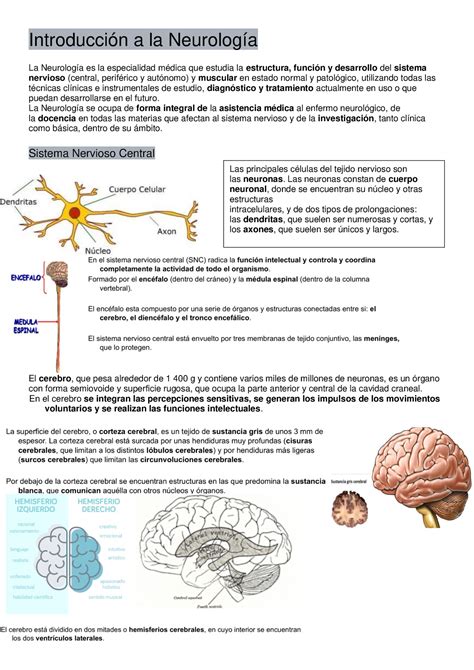 Copia De Neurolog A Logopedia Introducci N A La Neurolog A La