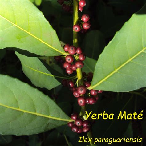 Polynesian Produce Stand Yerba Mate Ilex Paraguariensis Chimarrao