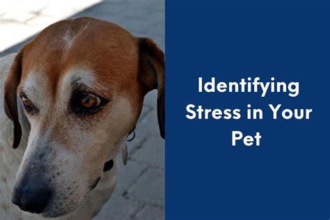 Identifying Stress In Your Pet Blog