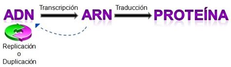 Biología Bi 10 Transcripción Y Traducción