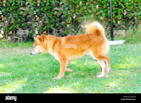 Una Vista De Perfil De Una Joven Hermosa Leonado Crema Y Rojo Shiba