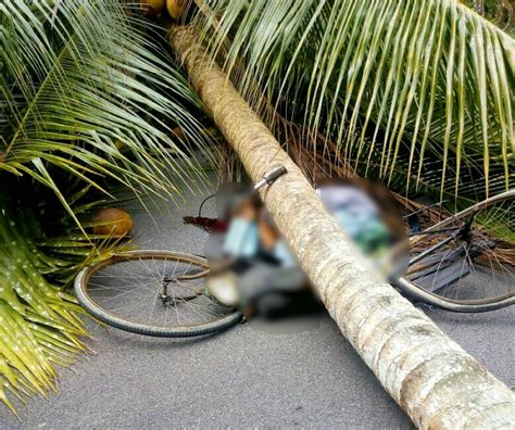 Man Dies After Coconut Tree Falls On Him New Straits Times Malaysia