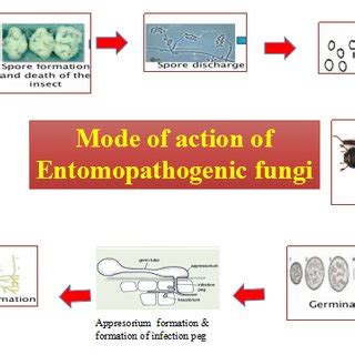 List Of Entomopathogenic Fungi Enzymes Produced And Their Mode Of