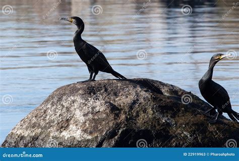 The Great Cormorant stock image. Image of birds, rock - 22919963