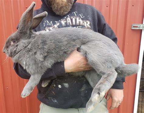 Flemish Giant Rabbits Gerts Hoppy Hares