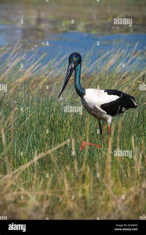 Image Of A Female Australasian Stork Black Neck Stork Or In Australia