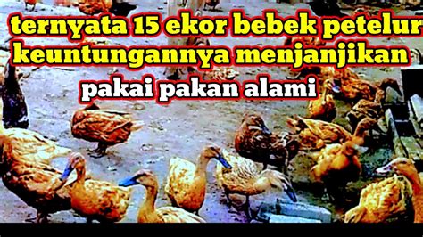 Ternyata Berternak 15 Ekor Bebek Petelur Keuntungan Nya Menjanjikan