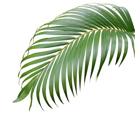 Tropical Green Palm Leaf Tree Isolated On White Background 10832908 PNG