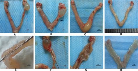 Schematic Illustration Of The Rat Uterus 15 Days After Surgery A The