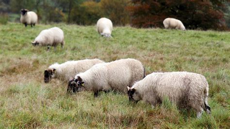 Sheep Killed And 25 More Injured In Dog Attack Rsheep