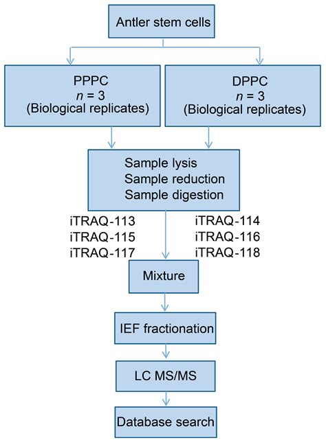 Ijms Free Full Text Itraq Based Quantitative Proteomic Analysis Of