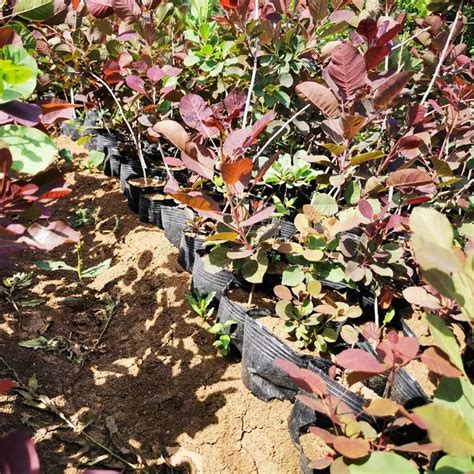 Cotinus Coggygria Royal Purple Smokebush CHINESE EXPORTER