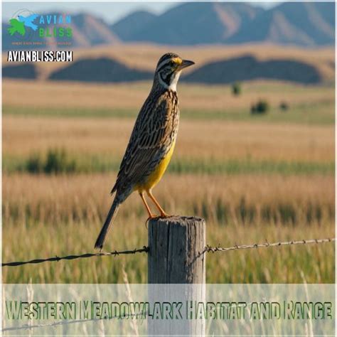 Western Meadowlark Habitat Diet And Conservation Facts