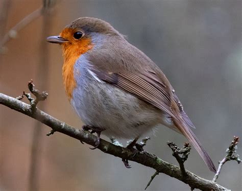 Robin Redbreast In Tree Free Photo On Pixabay Pixabay