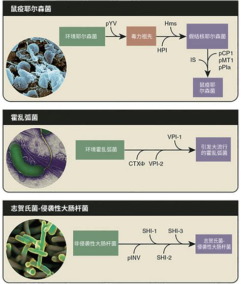 细菌病原体的兴起