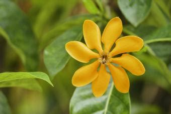 List of Different Gardenia Varieties | LoveToKnow