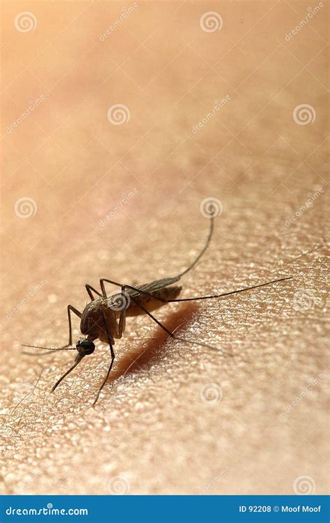 Mosquito Stock Photo Image Of Nuisance Infection Scratch 92208