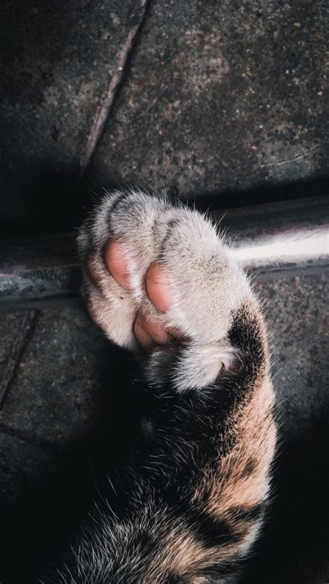 Kaki Kucing Patah Penyebab Gejala Dan Cara Mengobatinya