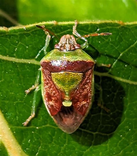 Stink Bug Banasa Dimidiata Bugguide Net