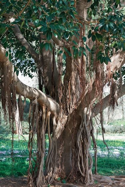 Árvore exótica raízes em galhos Foto Premium