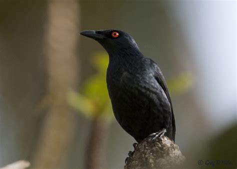 Singing Starling Aplonis Cantoroides Photo Call And Song