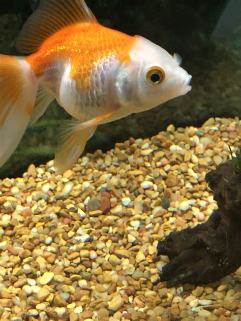 What Does A Pregnant Goldfish Look Like