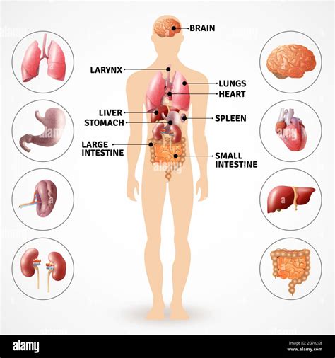 Vektorenvektoren Der Inneren Organe Stockfotos Und Bilder Kaufen Alamy