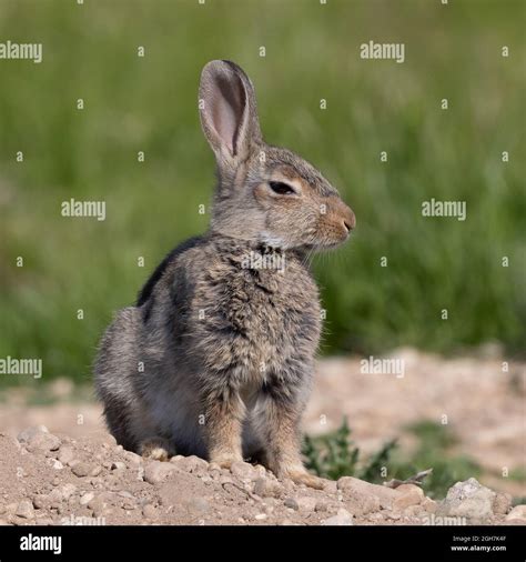 European Rabbit Common Rabbit Bunny Oryctolagus Cuniculus Sitting On