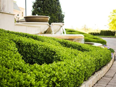 Boxwood Hedge - How to grow, where to plant and Inspiration!