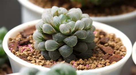 15 Succulents You Can Grow From Seed