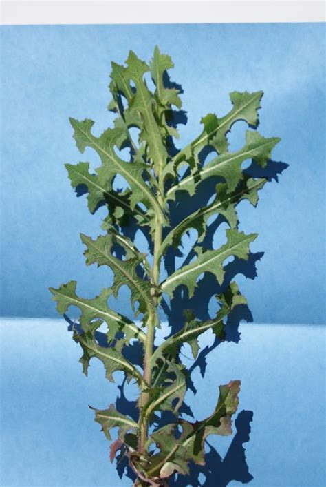 Prickly Lettuce Identification