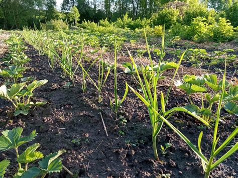 Чем подкормить чеснок в июне, чтобы головки наросли в два раза крупнее ...