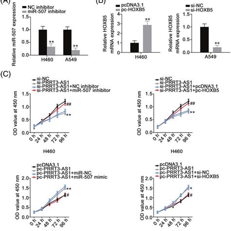 Prrt As Regulates Nsclc Cell Proliferation Via Targeting