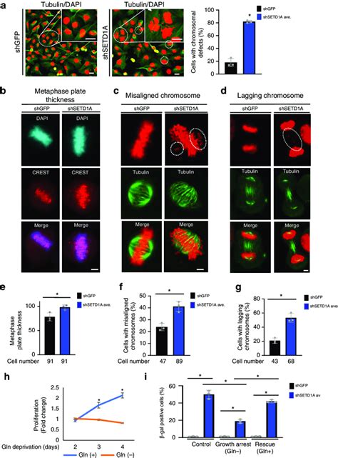 SETD1A Expression Is Required For Proper Mitosis A MDA MB 231 Cells