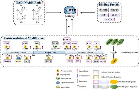 Frontiers Regulation Of Sirt And Its Roles In Inflammation