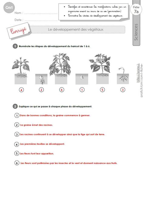 Cm1 Sciences Et Technologie Exercices Le Développement Des Végétaux