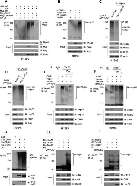 Hsp Regulates Chip Mediated P Ubiquitination A Chip Promotes