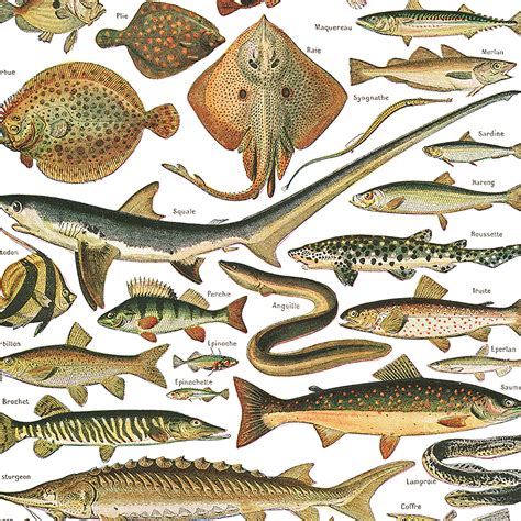 Large Fish Poster Vintage Style Fish Chart For Kitchen Decor Etsy