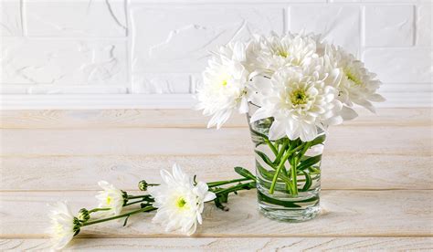 5 Simple Tips For How To Take Care Of Chrysanthemums