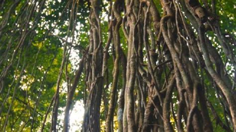 Many Vines Growing Up The Side Of A Tree In A Forest With Sunlight