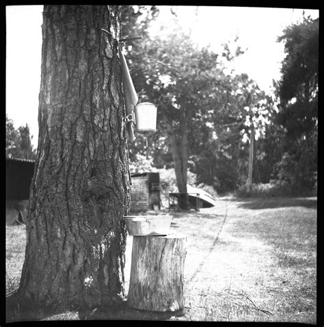 A Garden Washstand Camera Lubitel 166B Film Fomapan 100 Flickr