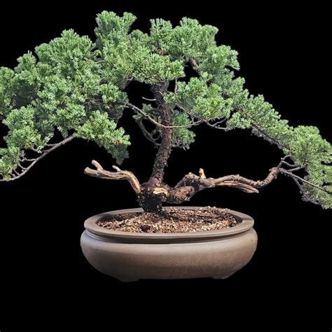 Old Juniper Bonsai Tree Etsy