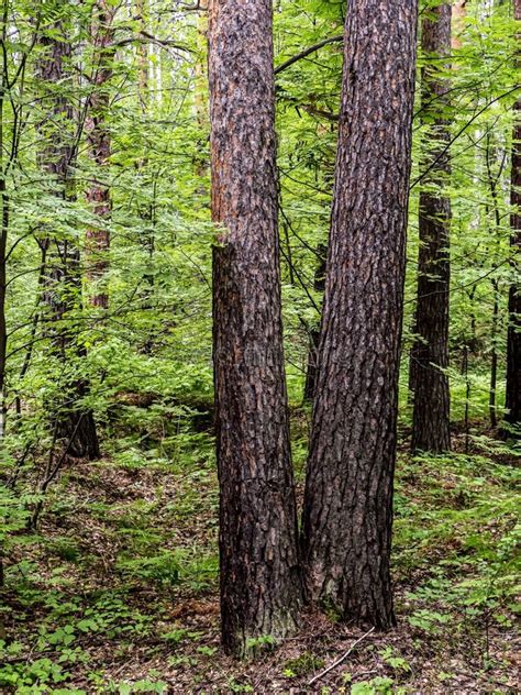 Troncos De Pino En El Bosque De Pinos En Verano Imagen De Archivo