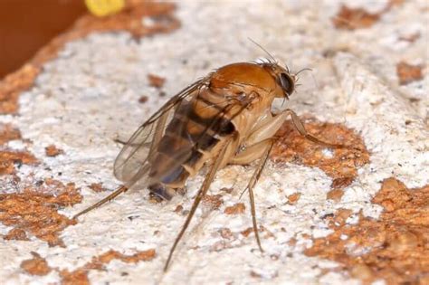 Phorid Flies: Small Pests, Big Problems -How to Handle Them | Western Pest