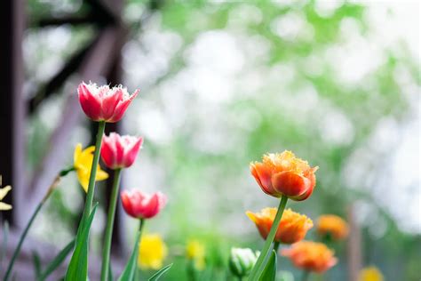 R Ussir La Floraison De Vos Tulipes Voici Les Tapes Suivre